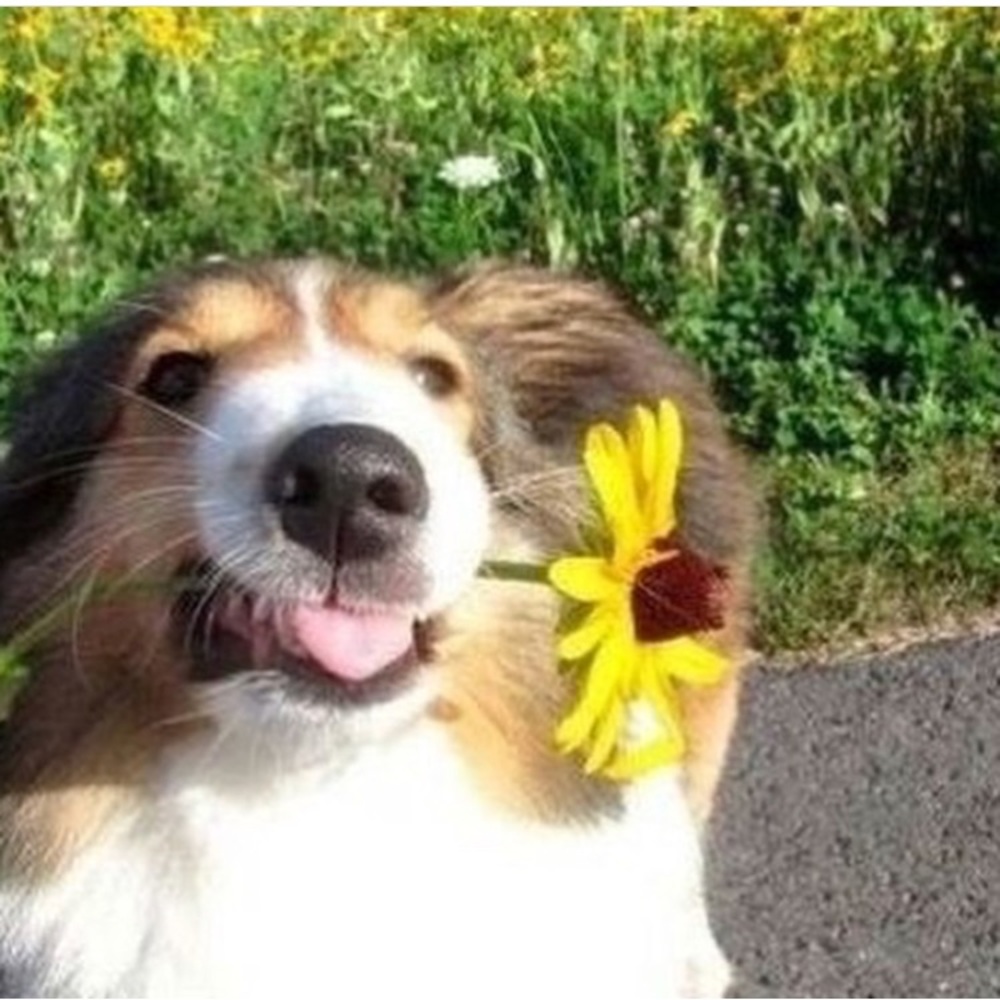 Meet your Posher, Desiree